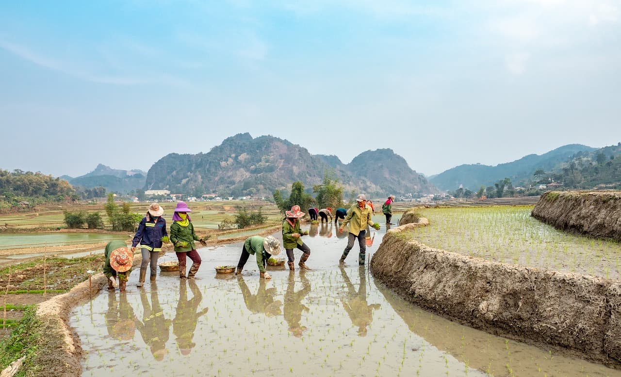 Vietnamese rice planting scene