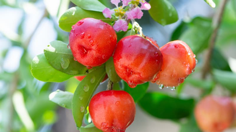 những trái sơ ri trên cành