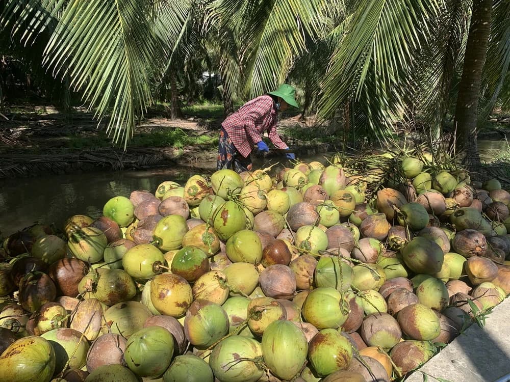 Quả dừa: Kho báu nhiệt đới từ thiên nhiên