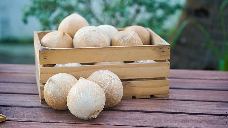 sản phẩm từ dừa