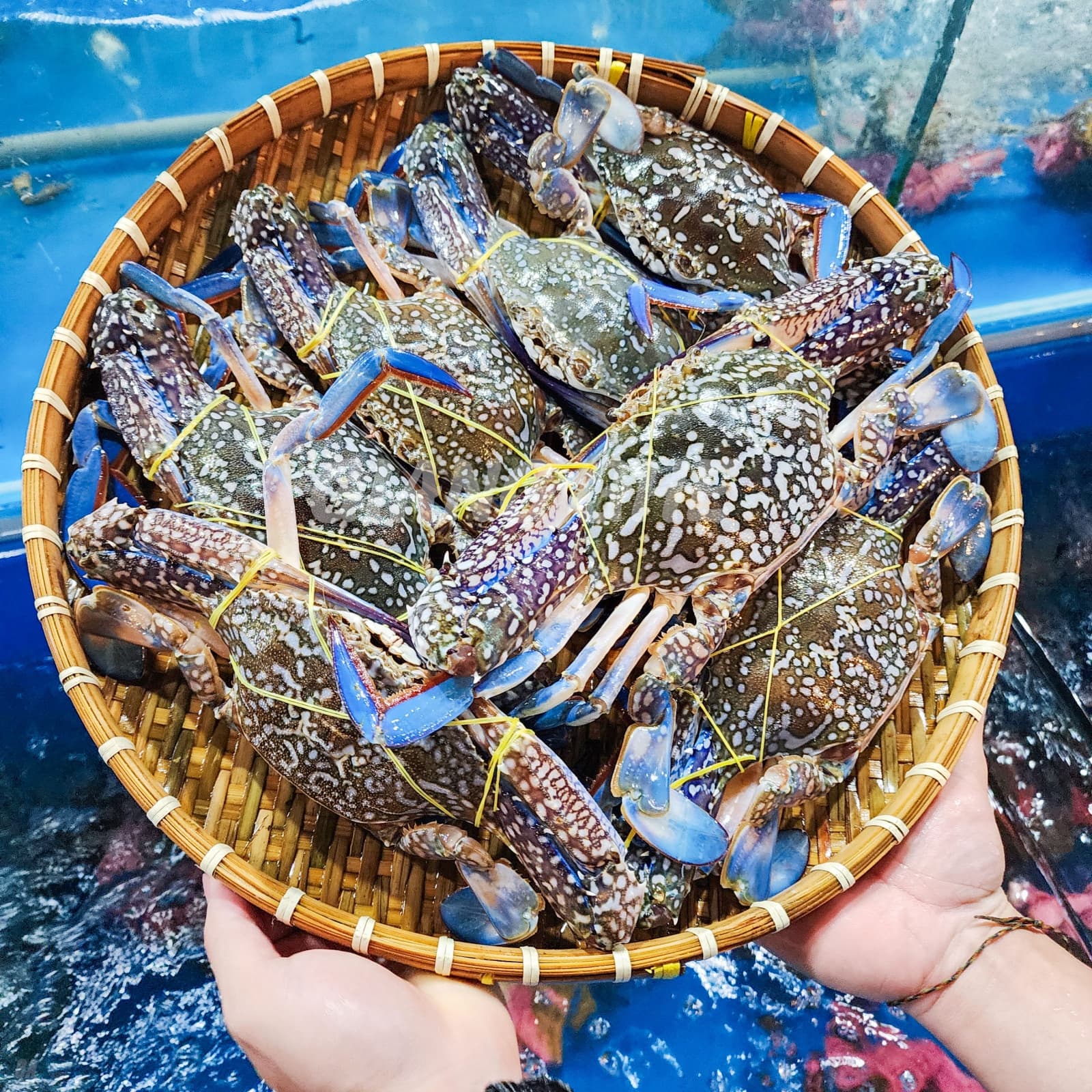 Hình ảnh minh họa các loại ghẹ với chú thích về đặc điểm ngoại hình và môi trường sống, đặt trên nền đại dương xanh.