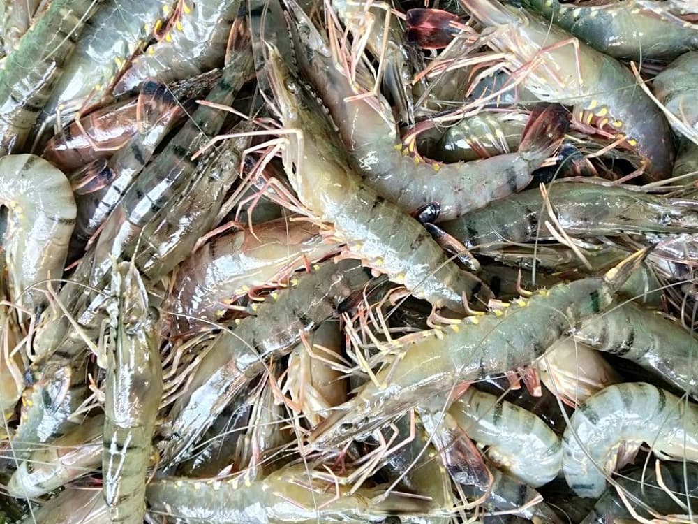 Hình ảnh minh họa nền tảng lý thuyết và các khái niệm cơ bản của chủ đề: tôm sú và tôm thẻ trong môi trường tự nhiên, với các đặc điểm sinh học như kích thước, màu sắc và môi trường sống.