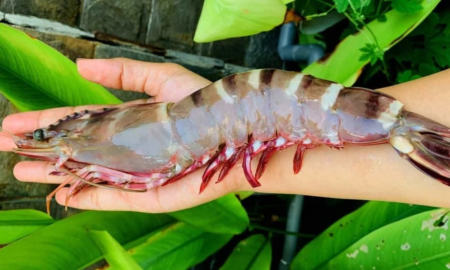 Hình ảnh thể hiện số liệu và biểu đồ minh họa phân tích theo góc nhìn dinh dưỡng: các biểu đồ cột so sánh protein, calo và vi chất giữa tôm sú và tôm thẻ.