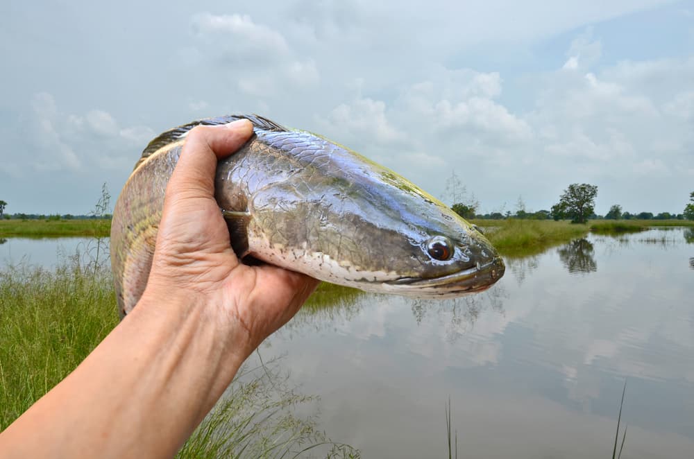 Hình ảnh minh họa cảnh ngư dân nướng cá lóc trên đồng quê, kết hợp các yếu tố văn hóa như sông nước và lễ hội miền Tây.