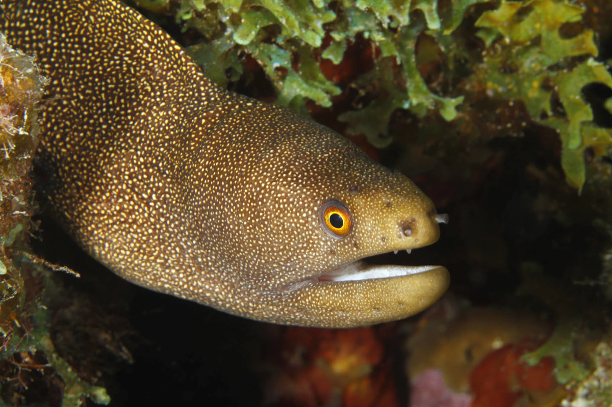 Eel: Nutritional Value and Vietnamese Culinary Culture | Dione 